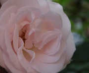 10th Jun 2011 - Perfect rose