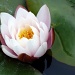 Water lily by dulciknit