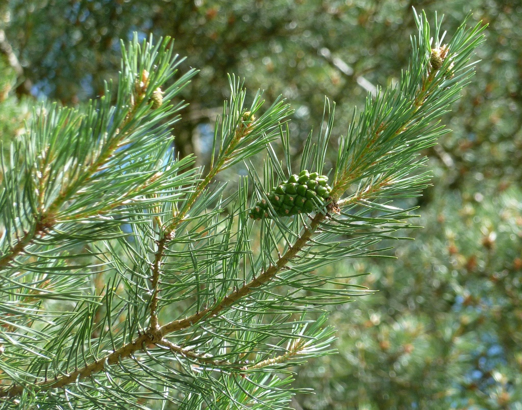 Baby pine cone by dulciknit