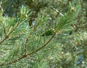 10th Jun 2011 - Baby pine cone