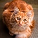 Crouching moggy ginger kitten by vikdaddy