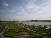10th Jun 2011 -  Wetlands  (Schenge )