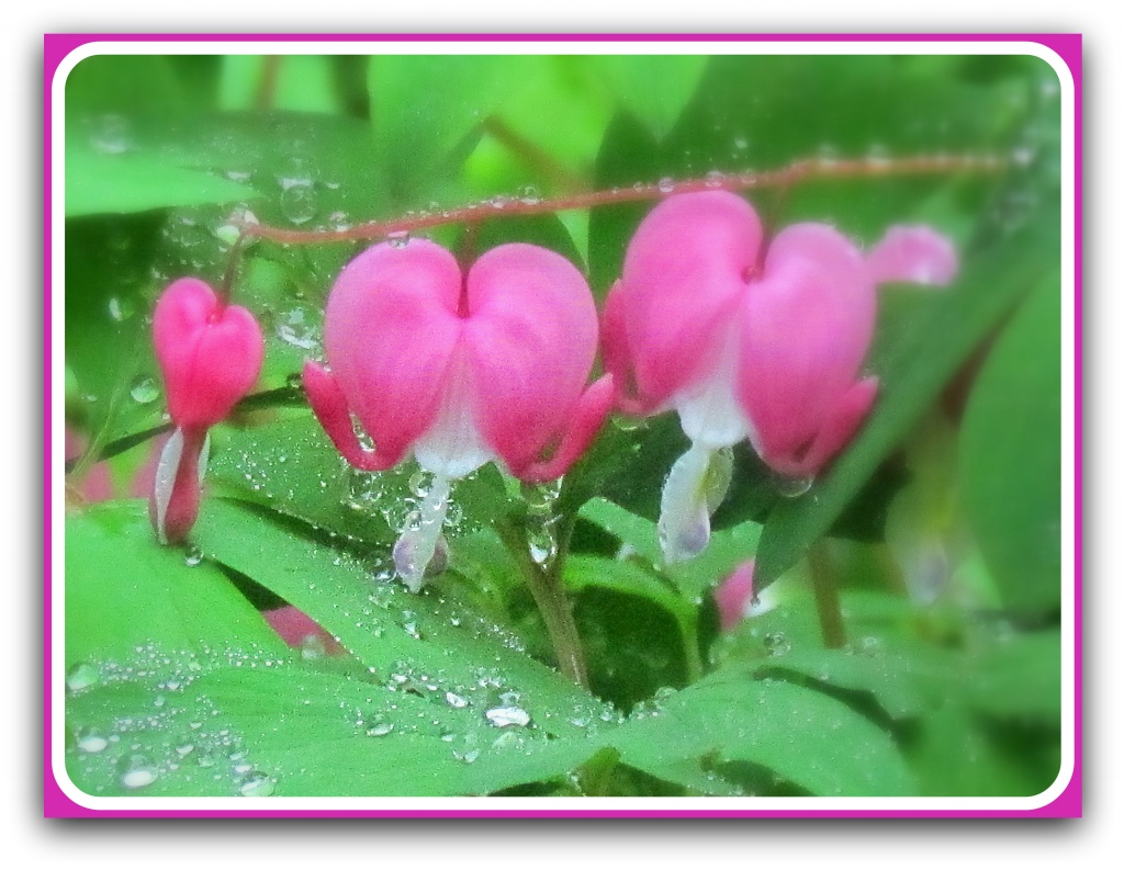 Bleeding Hearts by glimpses