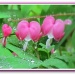 Bleeding Hearts by glimpses
