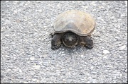 10th Jun 2011 - Snapping Turtle Part 1