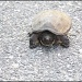 Snapping Turtle Part 1 by hjbenson