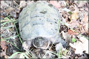 10th Jun 2011 - Snapping Turtle Part 2