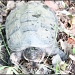 Snapping Turtle Part 2 by hjbenson