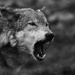 Wolf! by netkonnexion