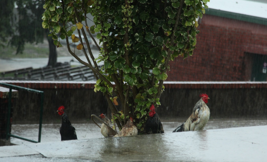 Their constant crowing makes me "madder than a wet hen" by lbmcshutter