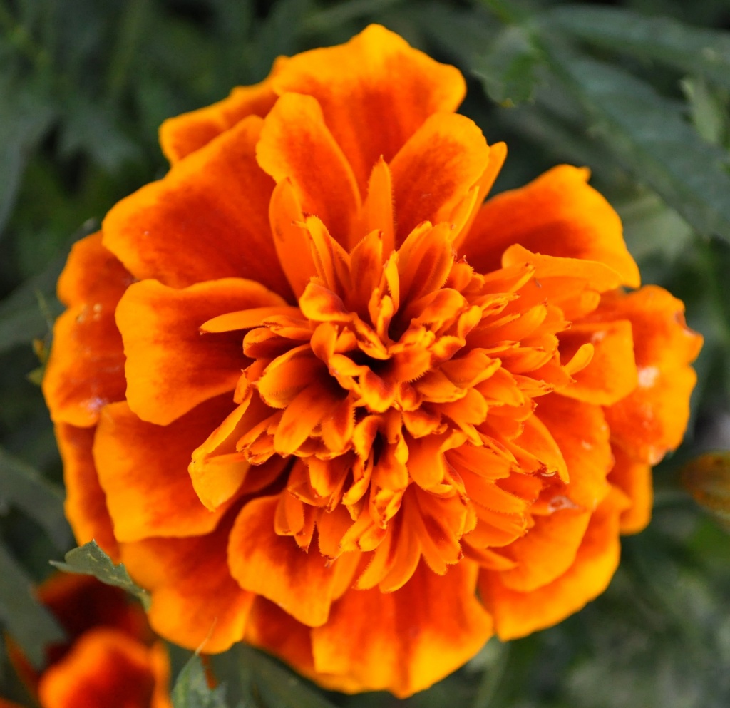 Orange flower by philbacon