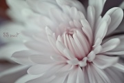 11th Jun 2011 - Chrysanthemum