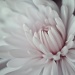 Chrysanthemum by bella_ss