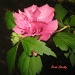 Rose of Sharon by vernabeth