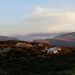 snowdonia sunset by snowy