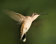11th Jun 2011 - The humming bird.