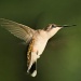 The humming bird. by maggie2