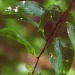 Raindrops keep falling on my leaves  by mej2011