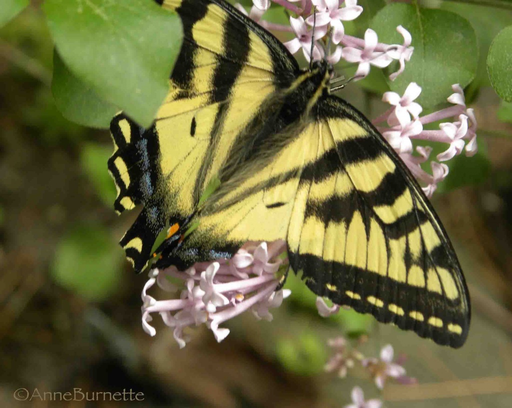 Tiger Swallowtail  by sunnygreenwood