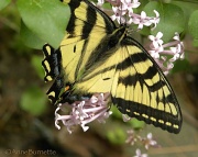 10th Jun 2011 - Tiger Swallowtail 