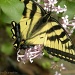 Tiger Swallowtail  by sunnygreenwood
