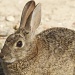 Hare Apparent by robv