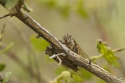 7th Jun 2011 - Cicada Cicada