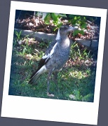 12th Jun 2011 - Proud Young Magpie