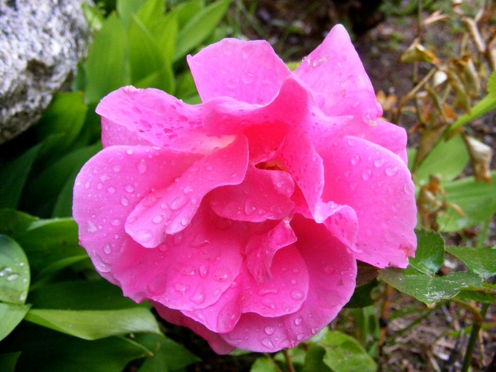 Rose in Bloom by lauriehiggins