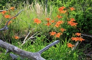 9th Jun 2011 - Driftwood + Tiger lilies