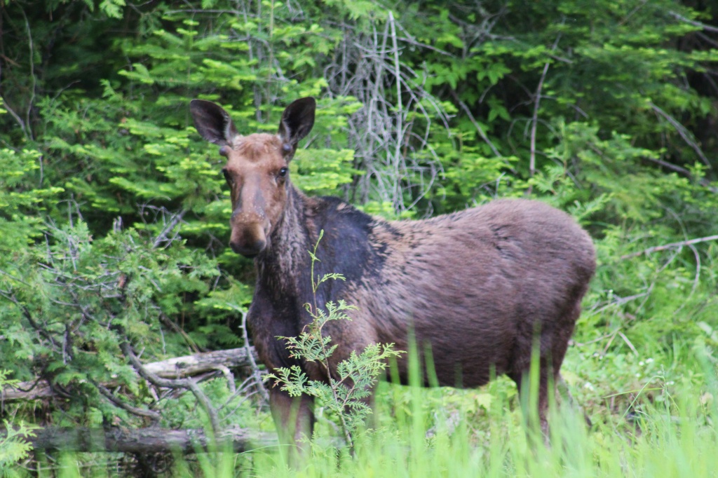 Young moose by mandyj92