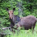Young moose by mandyj92