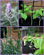 10th Jun 2011 - how does your garden grow?