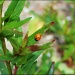 Lucky Ladybug by melinareyes
