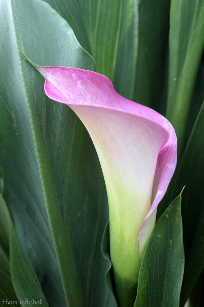 Calla lily, revisited by rhoing