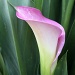 Calla lily, revisited by rhoing