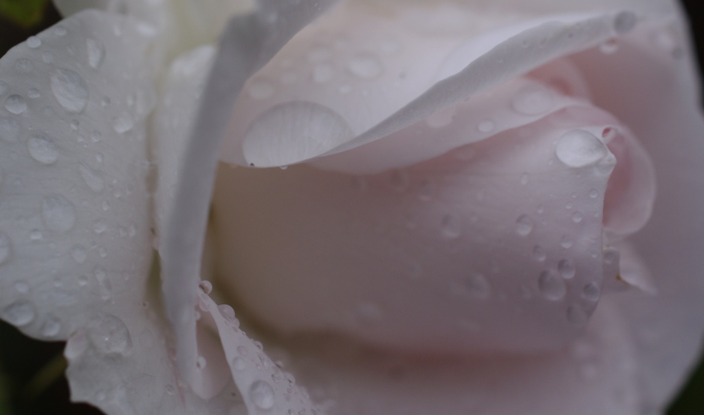 Raindrops and roses by karendalling