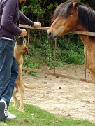 12th Jun 2011 - Filou, the dog who likes carrots