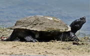 12th Jun 2011 - Pond Turtle