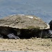 Pond Turtle by stcyr1up