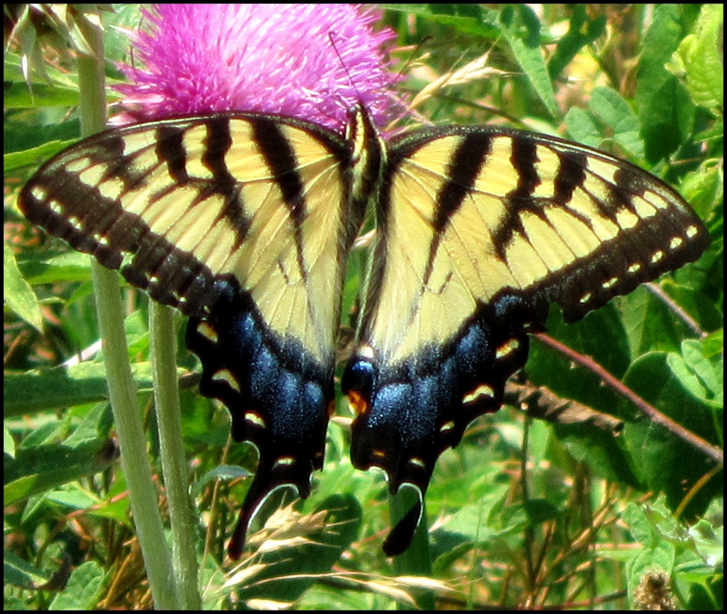 Two-tailed Swallowtail by cjwhite