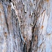 bark...  by earthbeone