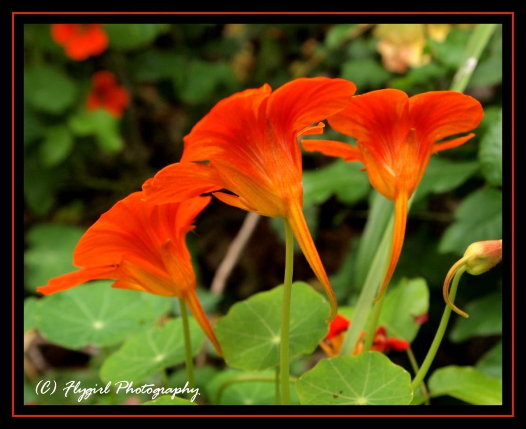 Orange Flowers by flygirl
