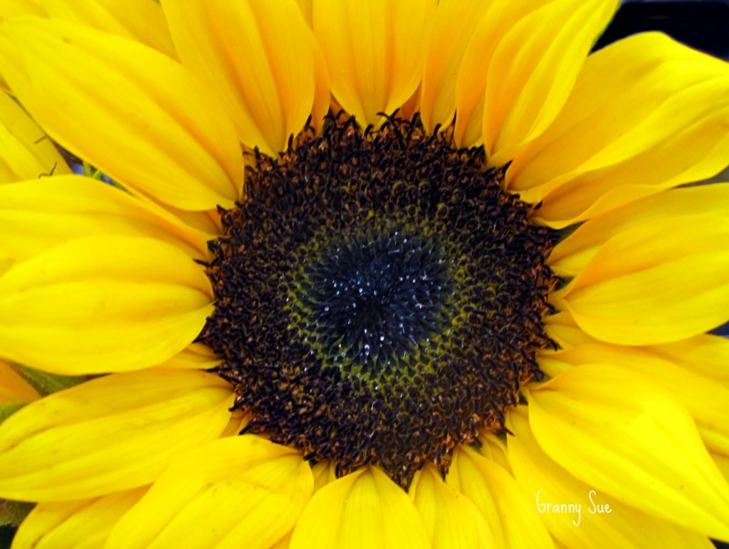 Sunny Sunflower by grannysue