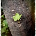 Leaf on tree by mattjcuk