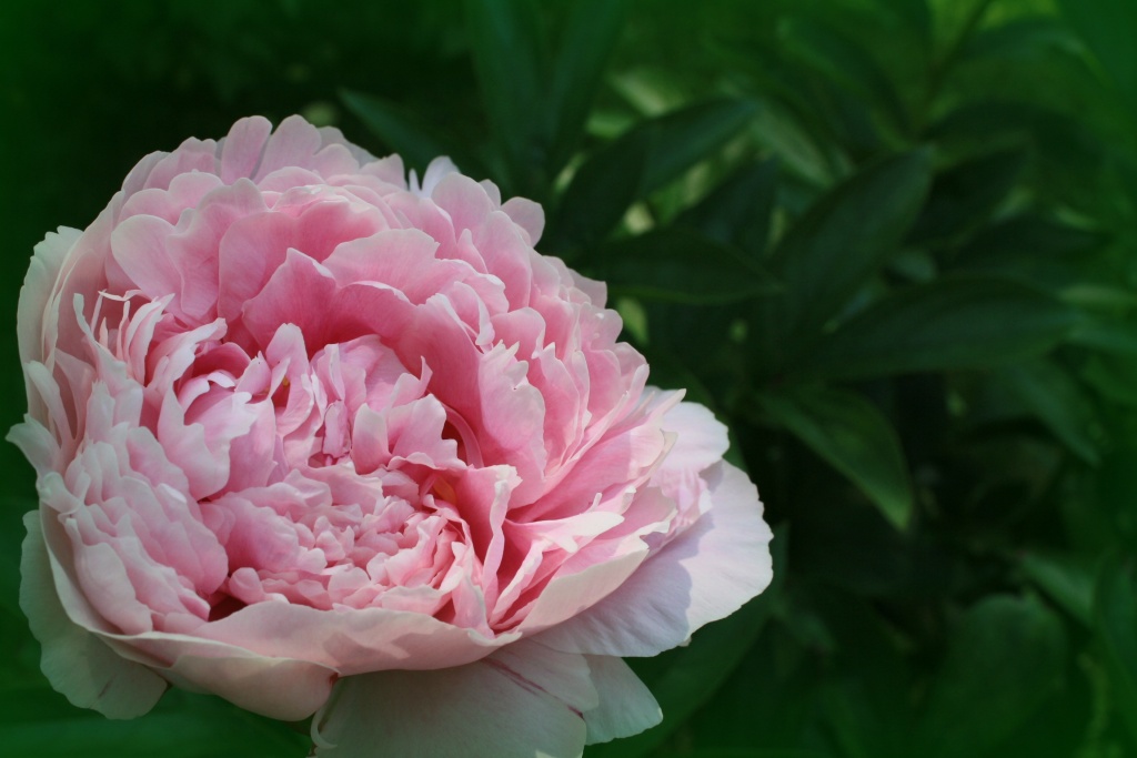 Peony by mittens