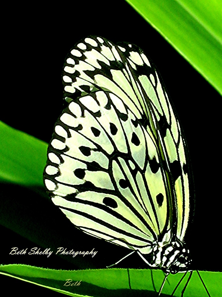  Butterfly by vernabeth