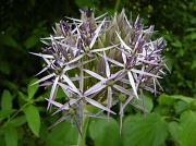 13th Jun 2011 - Allium cristophii