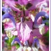 Kew flowers by judithdeacon