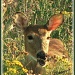 Michigan deer by mjmaven